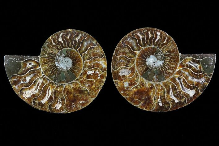 Cut & Polished Ammonite Fossil - Agatized #78383